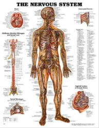Az ember idegrendszere plakát