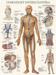  Nyirokrendszer plakát (cseh) Lymfatický systém člověka