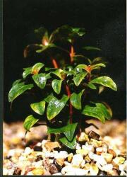 INVITAL Ammania senegalensis (Kosaras Holland Ø 5, 5 cm)