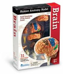 Learning Resources Macheta creierul uman (2872)