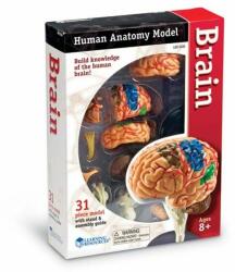Learning Resources Macheta creierul uman - shop-doa