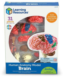 Learning Resources Macheta creierul uman (LER3335) - roua
