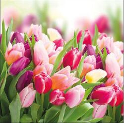 AMBIENTE Szalvéta 33x33cm 20db/csomag Glorious Tulips, Dicső tulipámok (AMB.13312730)
