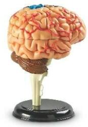 Learning Resources Creierul Uman - Macheta (EDUC-LER3335)