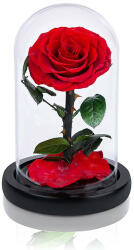 Aranjamente florale - Cupola cu trandafir criogenat XXL pe pat de petale, rosu