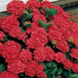 Hydrangea macrophylla royal red hortenzia 5 literes cserépben (szállítás kb. Júliustól)