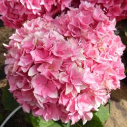 Hydrangea macrophylla double pink hortenzia 5 literes cserépben (szállítás kb. Júliustól)