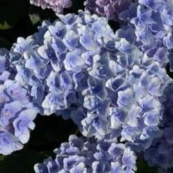 Hydrangea macrophylla Florentina blue hortenzia 5 literes cserépben (szállítás kb. Júliustól)