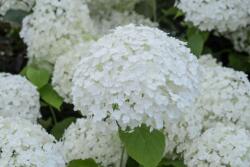 Hydrangea paniculate Annabelle hortenzia 5 literes cserépben (szállítás kb. Augusztustól)