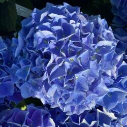 Hydrangea macrophylla fabolo blue hortenzia 5 literes cserépben (szállítás kb. Júliustól)