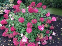 Hydrangea paniculate diamond rouge rendia hortenzia 5 literes cserépben (szállítás kb. Augusztustól)