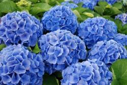  Hydrangea macrophylla bela hortenzia 5 literes cserépben