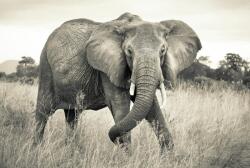  Komar Elephant XXL4-529 vliesposzter (XXL4-529)