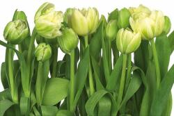  Tulips 8-900 poszter (8-900)