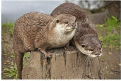  3D mágnes vidra 9x7cm