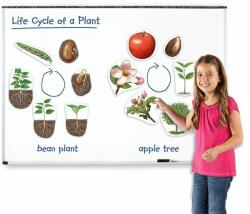 Learning Resources Növények élete, mágneses (LER6045)