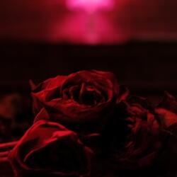 BERTUS Paper Kites - Roses (1lp, Coloured Vinyl) (2c1891)