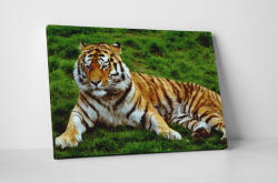4 Decor Tablou canvas : Tigrul obosit - beestick-deco - 69,00 RON