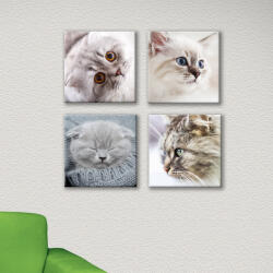 4 Decor Set de 4 tablouri : Pisicute