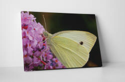 4 Decor Tablou canvas : Un fluture - beestick-deco - 69,00 RON