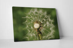 4 Decor Tablou canvas : Papadie uscata - beestick-deco - 69,00 RON