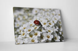 4 Decor Tablou canvas : Buburuza pe floricele - beestick-deco - 104,00 RON