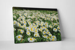 4 Decor Tablou canvas : Camp de musetel - beestick-deco - 104,00 RON