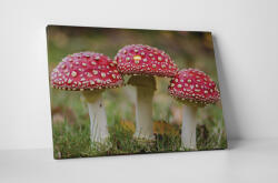 4 Decor Tablou canvas : Amanita muscaria - beestick-deco - 174,00 RON