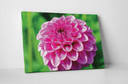 4 Decor Tablou canvas : Dalia - beestick-deco - 174,00 RON