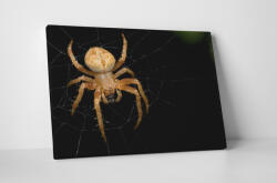 4 Decor Tablou canvas : Paianjen - beestick-deco - 69,00 RON