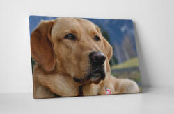 4 Decor Tablou canvas : Labrador - beestick-deco - 174,00 RON