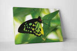 4 Decor Tablou canvas : Fluture verde - beestick-deco - 174,00 RON