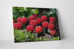 4 Decor Tablou canvas : Cactusi - beestick-deco - 69,00 RON