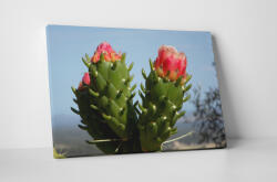 4 Decor Tablou canvas : Cactus inflorit - beestick-deco - 69,00 RON