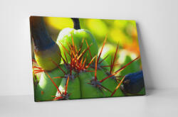 4 Decor Tablou canvas : Cactus ciudat - beestick-deco - 174,00 RON