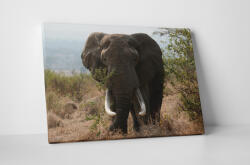 4 Decor Tablou canvas : Elefant urias - beestick-deco - 69,00 RON