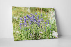 4 Decor Tablou canvas : Flori de camp - beestick-deco - 69,00 RON