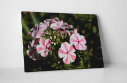 4 Decor Tablou canvas : Floare cu dungi - beestick-deco - 104,00 RON