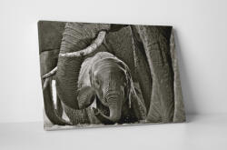 4 Decor Tablou canvas : Pui de elefant - beestick-deco - 174,00 RON