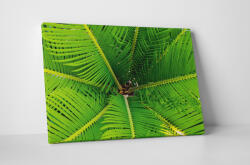 4 Decor Tablou canvas : Frunze de palmier - beestick-deco - 174,00 RON