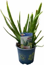  Aloe vera 12 cm-es cserépben kb. 15 cm magas