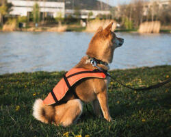 Navyline mentőmellény kutyáknak (0-8 kg) (melleny_1)