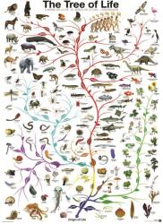 EUROGRAPHICS - Puzzle The Tree of Life 1000 - 1 000 piese