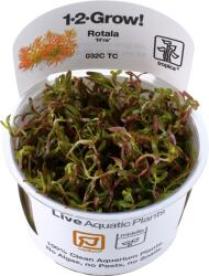 Tropica Rotala rotundifolia 'H'ra' CUP - 1 db