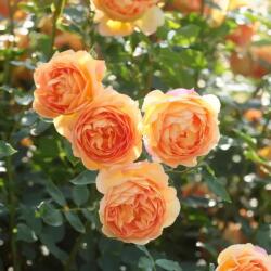 David Austin® Роза Lady of Shalott - David Austin®