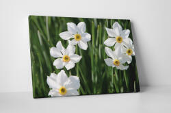4 Decor Tablou canvas : Narcisa alba - beestick-deco - 69,00 RON