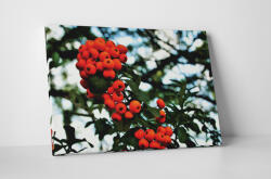 4 Decor Tablou canvas : Cotoneaster - beestick-deco - 69,00 RON
