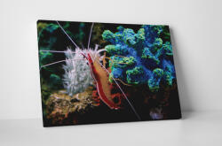 4 Decor Tablou canvas : Krill - beestick-deco - 69,00 RON