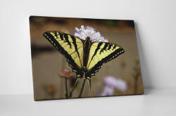 4 Decor Tablou canvas : Papilionidae - beestick-deco - 174,00 RON