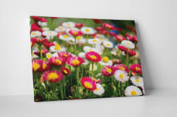4 Decor Tablou canvas : Margarete colorate - beestick-deco - 174,00 RON